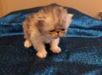 SOLD Smokey Calico Female - Persian Kitten For Sale - York, PA, US