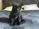 Black Male Kitten - Domestic Kitten For Sale - Westfield, MA, US