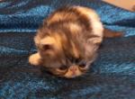 RESERVED Calico Female - Persian Kitten For Sale - 