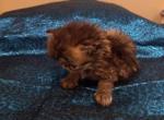 RESERVED Smokey Black Male - Persian Kitten For Sale - York, PA, US