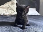 Black Female Kitten - Domestic Kitten For Sale - Westfield, MA, US