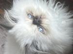 himalayan persian kittens and adults - Himalayan Kitten For Sale - Bloomington, IL, US