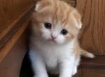 Pumpkin1 - Scottish Fold Kitten For Sale - Plymouth, MA, US