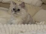 Kiera lilac lynx point Himalayan - Himalayan Kitten For Sale - 