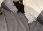 Milo and Sakura - Domestic Kitten For Sale - Des Moines, IA, US