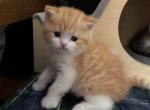 Pumpkin2 - Scottish Straight Kitten For Sale - Plymouth, MA, US