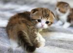 Paprika - Scottish Fold Kitten For Sale - 