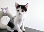 Pretty Boy - American Shorthair Kitten For Sale - MA, US