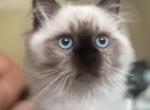 Mufasa - Himalayan Kitten For Sale - Kissimmee, FL, US