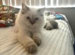 Simba - Himalayan Kitten For Sale - Kissimmee, FL, US