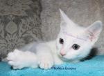 Russian White Kittens One Left - Russian Blue Kitten For Sale - Springfield, OH, US