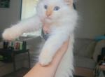 Ragdoll Flame Point Baby - Ragdoll Kitten For Sale - Eau Claire, WI, US