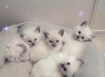 Ragdoll Siamese Kittens - Ragdoll Kitten For Sale - Eau Claire, WI, US