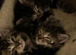 Felines de Queens - American Longhair Kitten For Sale - Woodside, NY, US