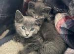 5 kittens - Russian Blue Kitten For Sale - Indianola, IA, US