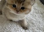 Crystal - British Shorthair Kitten For Sale - Sun City Center, FL, US