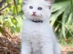 Ragdolls of Brevard Kittens - Ragdoll Kitten For Sale - FL, US