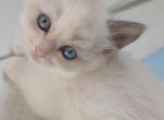 Purrfect kittens - Ragdoll Kitten For Sale - 