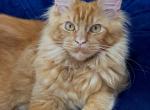 Afina - Maine Coon Kitten For Sale - Brooklyn, NY, US