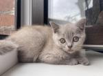 Atlas British Shorthair male lilac - British Shorthair Kitten For Sale - Miami, FL, US