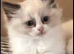 Delialah - Ragdoll Kitten For Sale - 