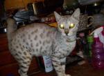 Bailey - Bengal Cat For Sale/Retired Breeding - Spring Grove, PA, US