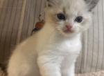 COLE - Ragdoll Kitten For Sale - NY, US