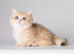 Sierra Madre - Munchkin Kitten For Sale - Norwalk, CT, US