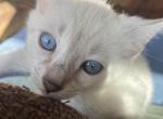 SBT Snow female - Bengal Kitten For Sale - 