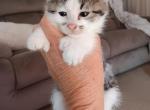 Cutie - Manx Kitten For Sale - 