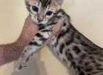 SBT male bengals - Bengal Kitten For Sale - 