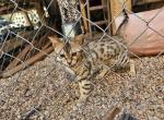 Majestic Summer Bengal Kitten - Bengal Kitten For Sale - VA, US