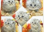 Apollo - Persian Kitten For Sale - 