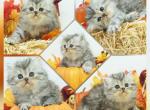 Nella - Persian Kitten For Sale - 