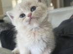 Pandora - British Shorthair Kitten For Sale - Jacksonville, FL, US