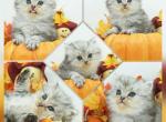 Axel - Persian Kitten For Sale - 