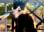 Arlen - Maine Coon Kitten For Sale - Powell Butte, OR, US