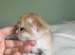 Golden British kittens - British Shorthair Kitten For Sale - 