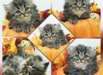 Ivy - Persian Kitten For Sale - PA, US