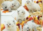 Atlas - Himalayan Kitten For Sale - PA, US