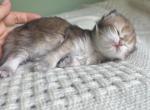 Golden longhair British kitten - British Shorthair Kitten For Sale - 