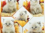 Fifi - Himalayan Kitten For Sale - PA, US