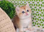 Jimmy - British Shorthair Kitten For Sale - Gurnee, IL, US