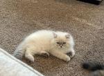 Male Blue Cream Point Doll Face Persian - Persian Kitten For Sale - 