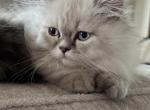 Male Blue Cream Point Doll Face Persian - Persian Kitten For Sale - River Falls, WI, US