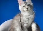 Balder - Maine Coon Kitten For Sale - Gurnee, IL, US