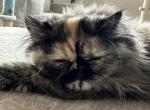 Female Tortoiseshell Persian - Persian Kitten For Sale - 