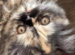 Female Tortoiseshell Persian - Persian Kitten For Sale - River Falls, WI, US