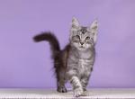 Simona - Maine Coon Kitten For Sale - Boston, MA, US