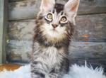 Smoky - Maine Coon Kitten For Sale - Boston, MA, US